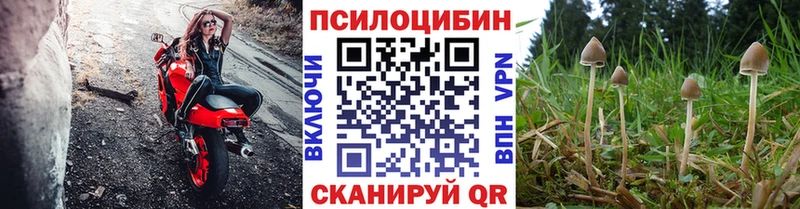 Купить где  Новосиль  Галлюциногенные грибы Psilocybine cubensis 